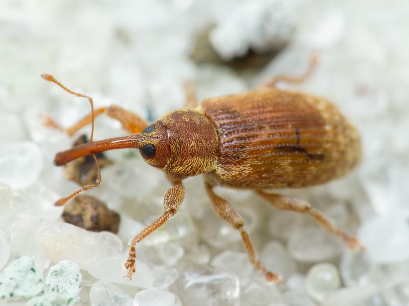 Dorytomus melanophthalmus (Paykull, 1792)